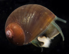 Littorina sitkana