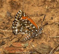 Trimenia macmasteri macmasteri