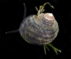 Littorina sitkana
