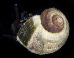 Littorina sitkana