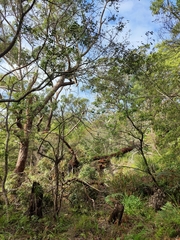 Eucalyptus botryoides