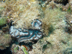 Mycetophyllia