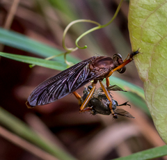 Diogmites platypterus