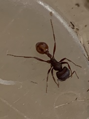Pogonomyrmex