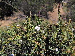 Muraltia horrida