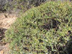 Muraltia horrida