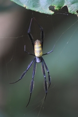 Trichonephila fenestrata