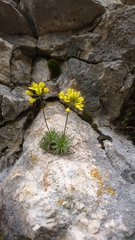 Draba aizoides
