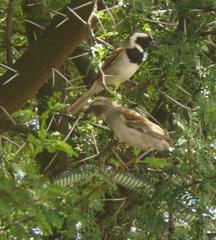 Dispholidus typus typus