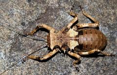 Enyaliopsis transvaalensis