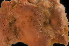Acarnus erithacus