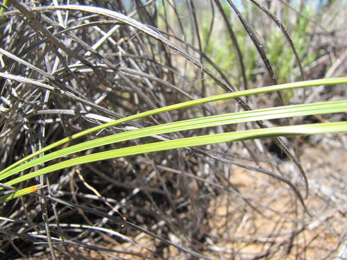 Devia xeromorpha