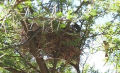 Dispholidus typus typus