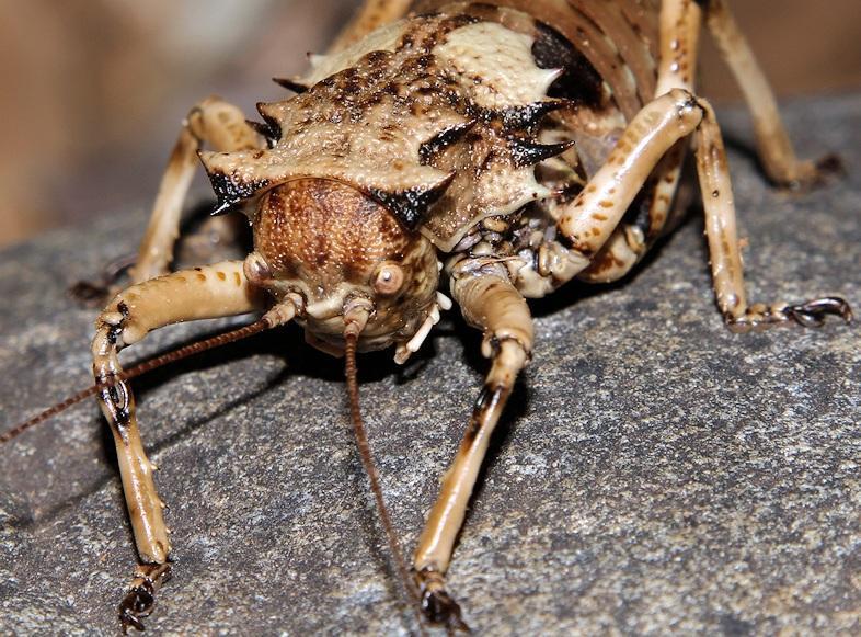 Southern Horn Corncricket