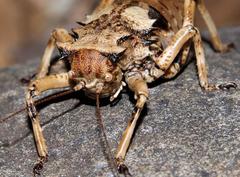 Enyaliopsis transvaalensis