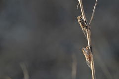 Cicada barbara lusitanica