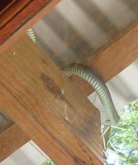 Dispholidus typus typus