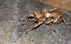 Enyaliopsis transvaalensis