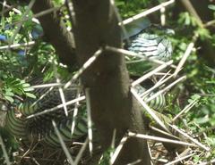 Dispholidus typus typus