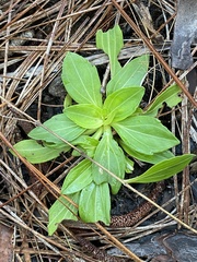 Carphephorus odoratissimus