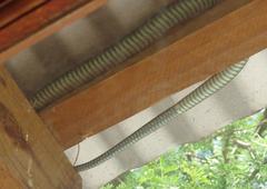 Dispholidus typus typus