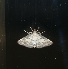 Metasia ophialis