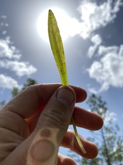 Helenium pinnatifidum