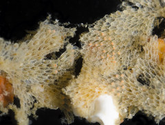 Dendrobeania longispinosa
