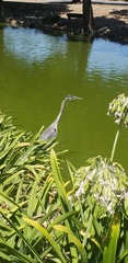 Ardea herodias
