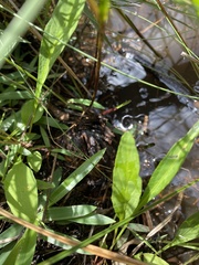 Helenium pinnatifidum