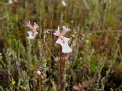Stylidium ecorne