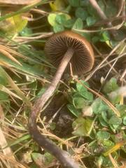 Psilocybe alutacea