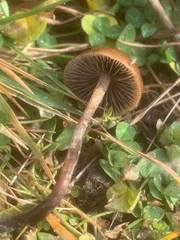 Psilocybe alutacea