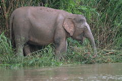 Elephas maximus borneensis