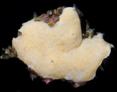 Didemnum carnulentum
