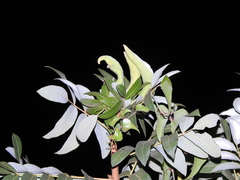 Baizongia pistaciae