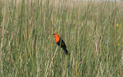 Amblyramphus holosericeus