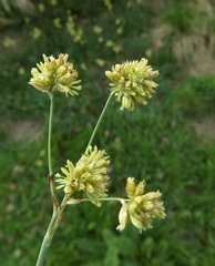 Luzula lutea