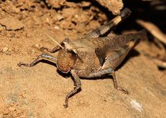Catantopinae