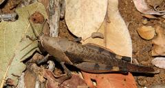Catantopinae