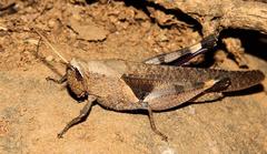 Catantopinae