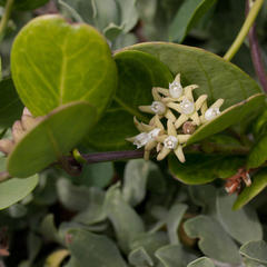 Cynanchum natalitium