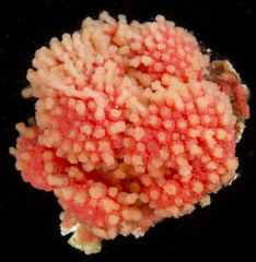 Gersemia rubiformis