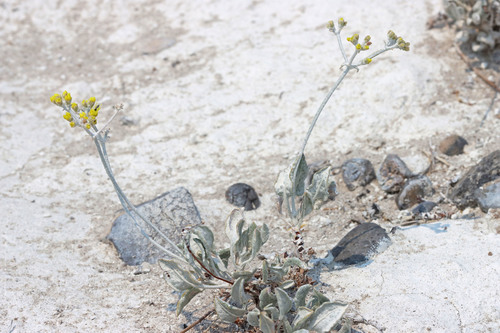 Son's buckwheat (Eriogonum natum)