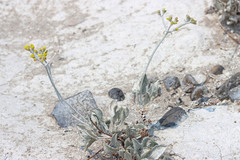 Eriogonum natum