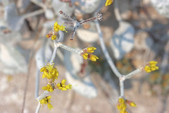 Eriogonum natum