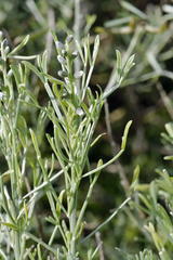 Calobota