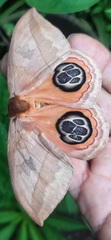 Automeris liberia