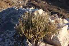 Kleinia longiflora