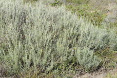 Calobota
